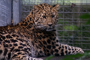 Amur Leopard