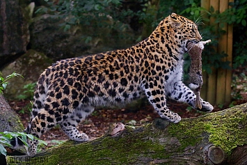 Amur Leopard