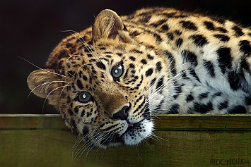 Amur Leopard