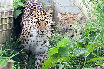 Amur Leopard