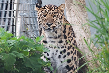 Amur Leopard