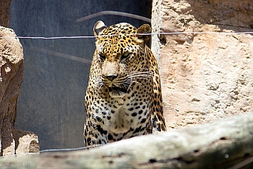 Sri Lankan Leopard