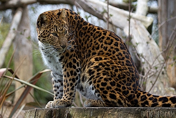 Northern Chinese leopard