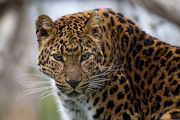 Northern Chinese leopard