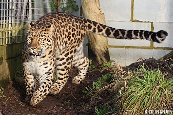 Amur Leopard