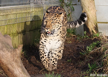 Amur Leopard