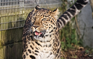 Amur Leopard