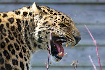 Amur Leopard