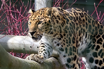 Amur Leopard