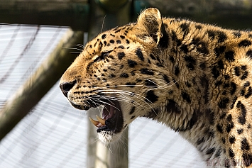 Amur Leopard