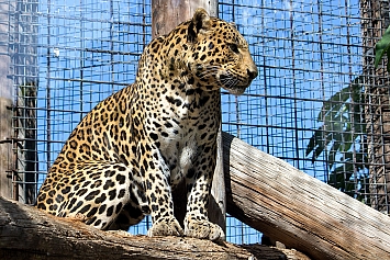 Amur Leopard