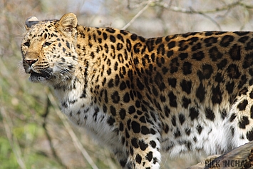 Amur Leopard