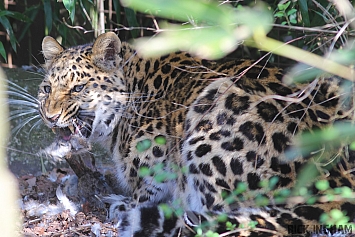 Amur Leopard