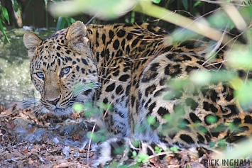 Amur Leopard