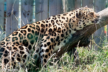 Amur Leopard