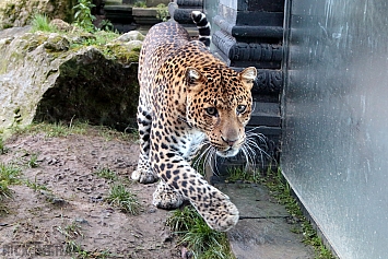 Javan Leopard