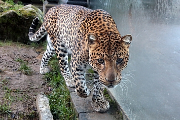 Javan Leopard