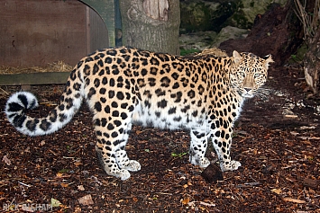 Amur Leopard