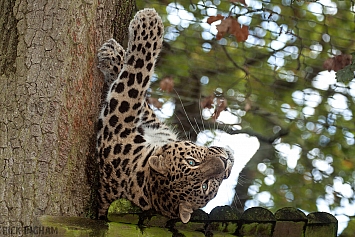 Amur Leopard