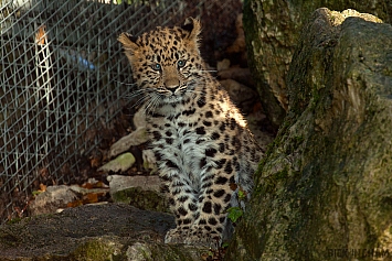 Amur Leopard