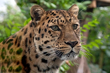 Amur Leopard