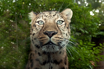 Amur Leopard