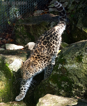 Amur Leopard