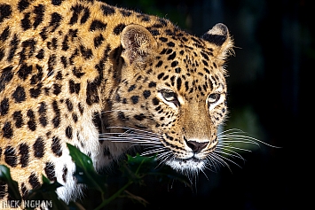 Amur Leopard