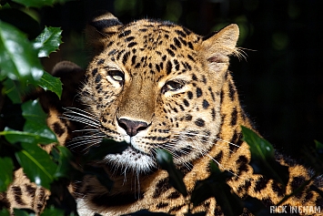 Amur Leopard