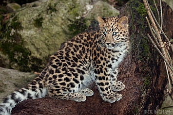 Amur Leopard