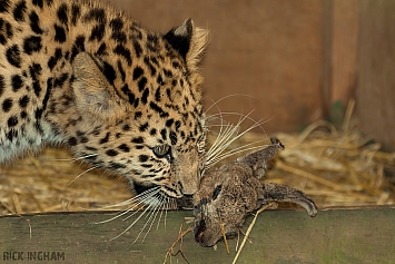 Amur Leopard