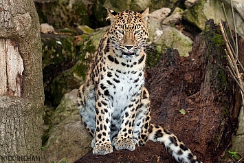 Amur Leopard