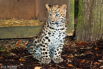 Amur Leopard