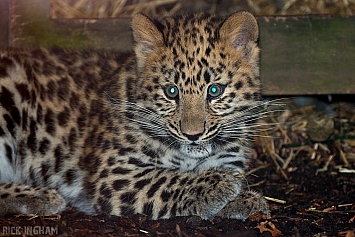 Amur Leopard