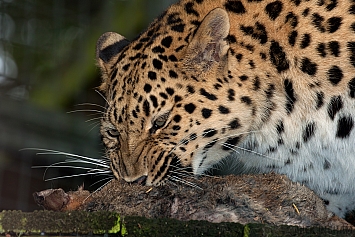 Amur Leopard