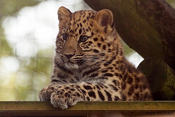 Amur Leopard