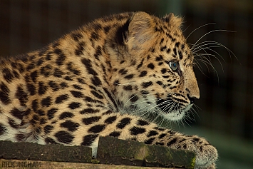 Amur Leopard