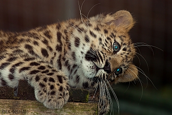 Amur Leopard