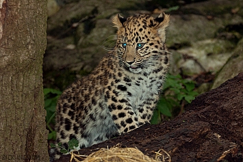 Amur Leopard