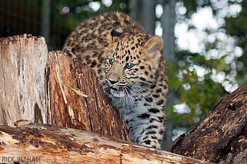 Amur Leopard