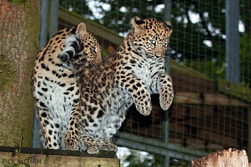 Amur Leopard