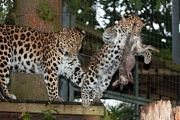 Amur Leopard