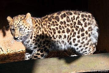 Amur Leopard