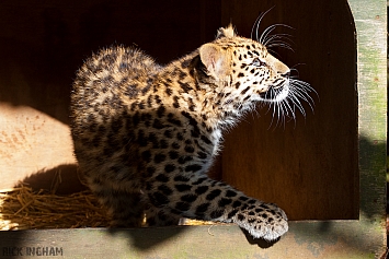 Amur Leopard