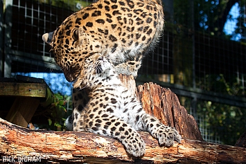 Amur Leopard