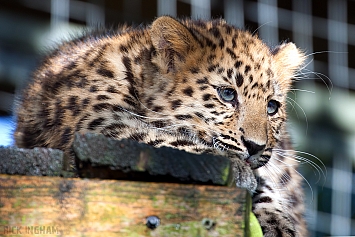 Amur Leopard