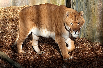 Liger