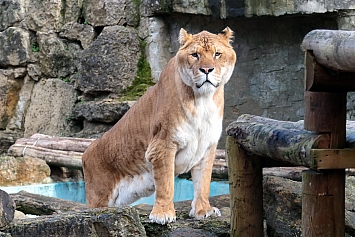 Liger | Male