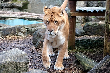 Liger | Male