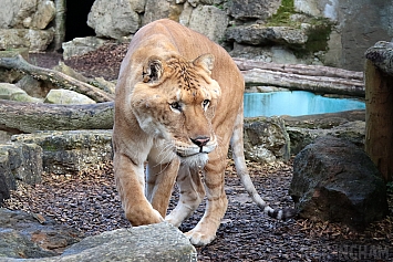 Liger | Male